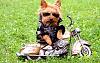 Klicka på bilden för en större version. 

Namn:	funny_biker_dog-2560x1600.jpg 
Visningar:	57 
Storlek:	25,9 KB 
Id:	14435