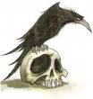 Ravens avatar